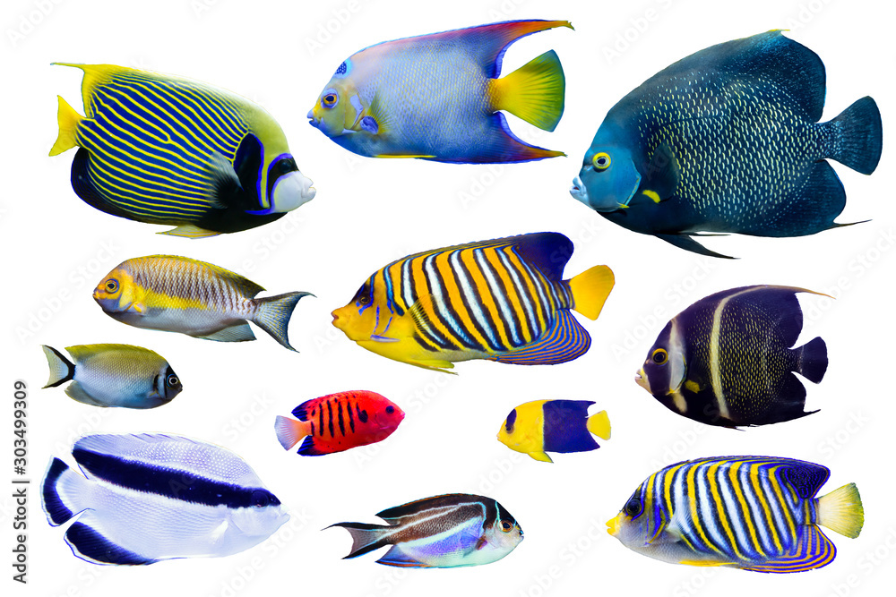 Set of Saltwater angelfish on white isolated background with ...