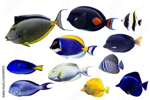 Set of Surgeonfish on white isolated background with clipping path such as achiles, powder blue and naso