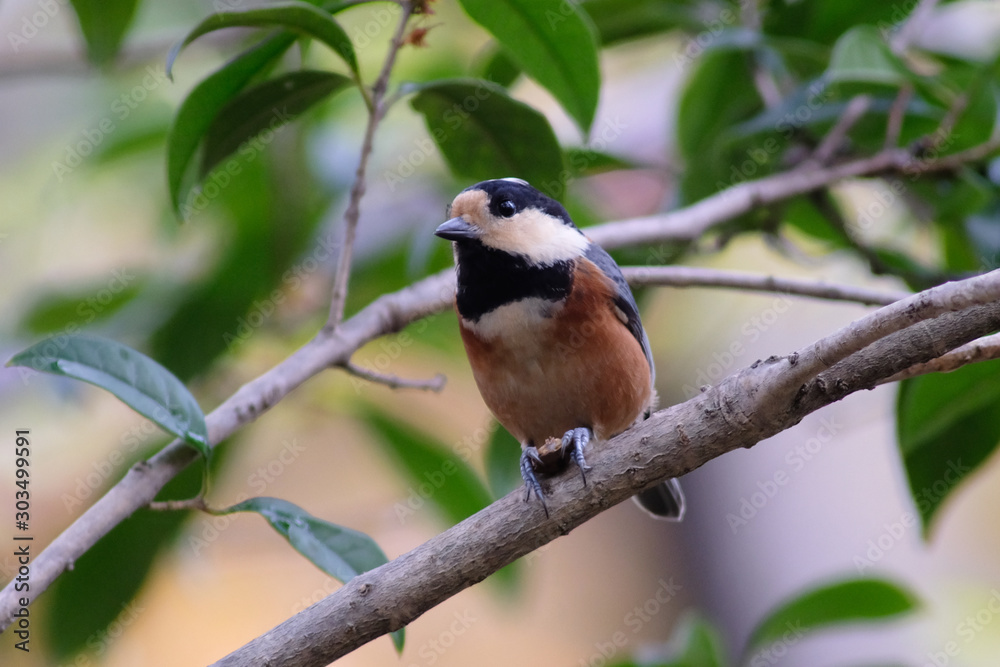 varied tit on branch varied tit on branch