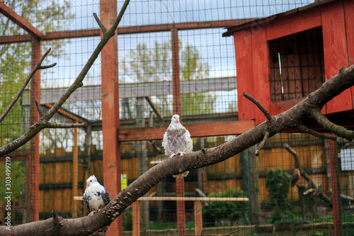 Curly Frillback Pigeons birds in dovecote