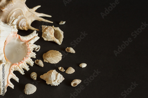 Sea shell on a dark background.  Nautical theme. Top view travel or vacation concept. Copy space