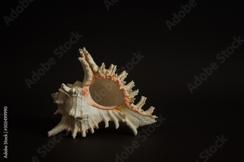 Sea shell on a dark background. 
