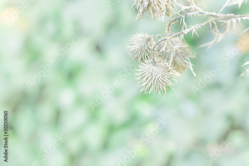 Abstract green natural background