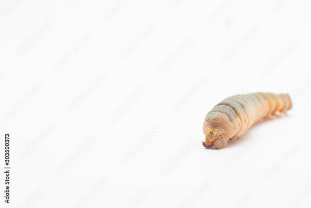 Hawk-moth Caterpillar isolated on a white background