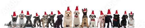 large group of cute dogs are ready to celebrate christmas © Viorel Sima