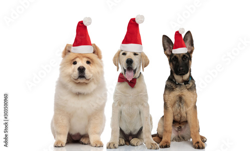 three adorable puppies wearing santa hats sitting together