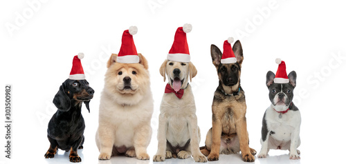 five cute santa claus puppies sitting together