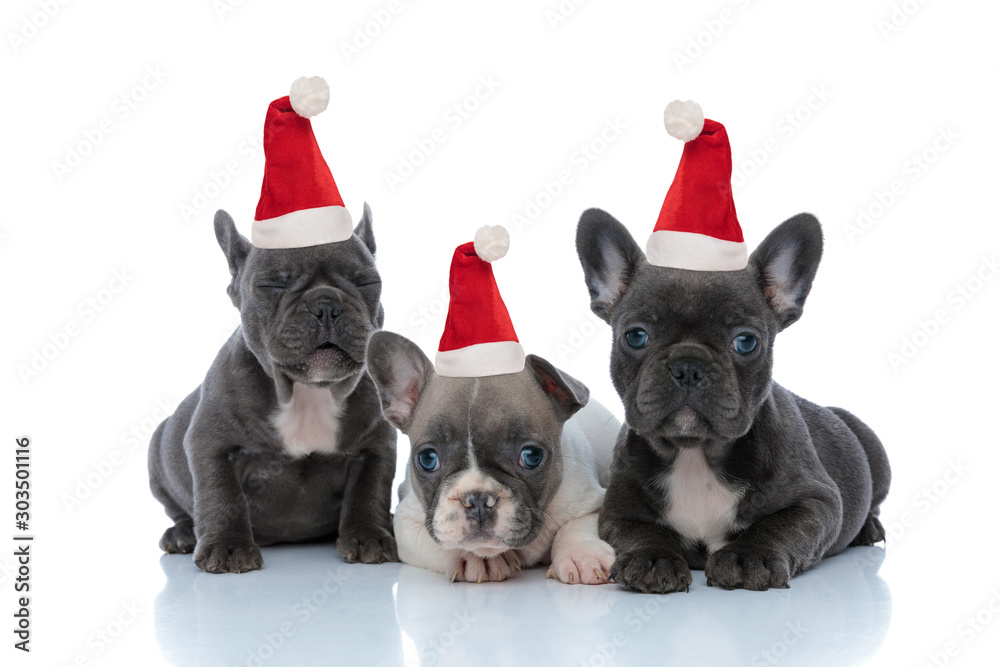 Adorable French bulldog puppies wearing santa hats