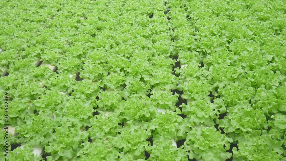 Hydroponic of lettuce farm growing in greenhouse for export to the market. Interior of the farm hydroponics. Vegetables farm in hydroponics. Hydroponic of lettuce farm growing in greenhouse for export to the market. Interior of the farm hydroponics. Vegetables farm in hydroponics.