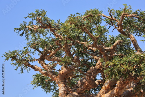 Photo Boswellia - frankincense tree - Socotra island