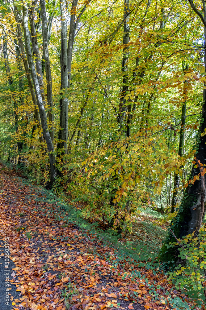 Obraz premium Autumn, fall forest. Path of red leaves towards light. Mysterious, hope.