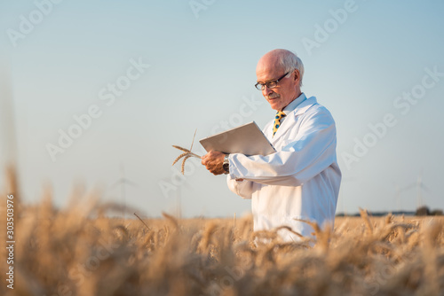 Canvas Print Researcher doing field test on new kinds of grain and wheat