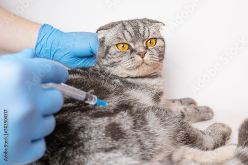 Gray scottish fold cat holding hands in medical gloves. A syringe is in one hand. The concept of veterinary medicine, vaccination, pet health.