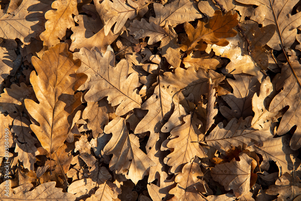 autumn fallen oak leaves and sea pebbles pattern 