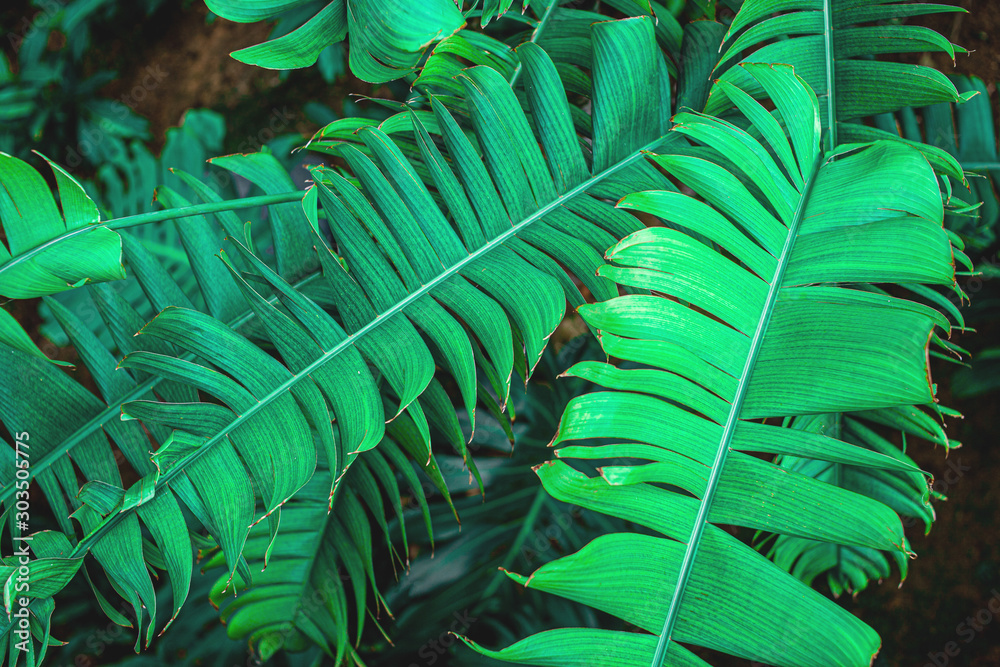 Obraz premium abstract green leaf textures on dark blue tone, natural green background