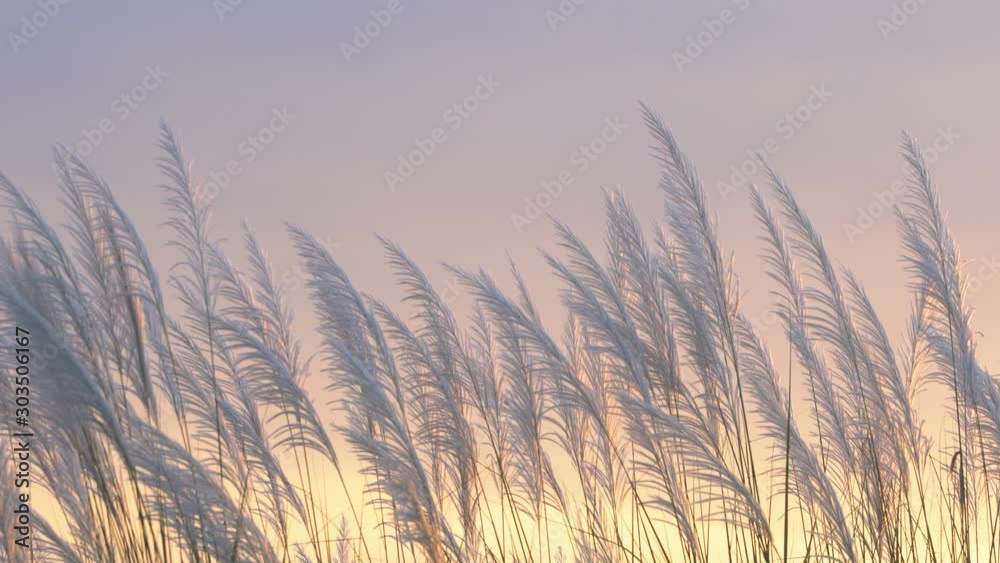 wind blowing reeds flower with sunset lighting