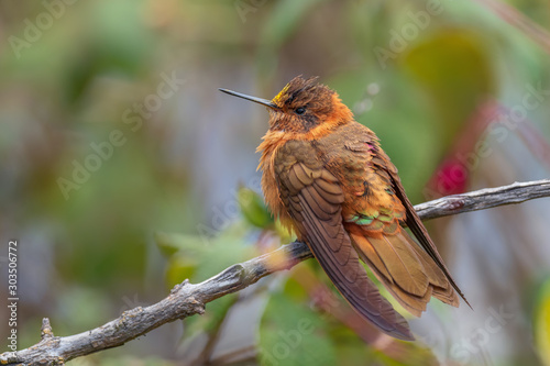 Shining Sunbeam - Aglaeactis cupripennis, beautiful orange hummingbird from Andean slopes of South America, Tambo Condor, Ecuador. photo