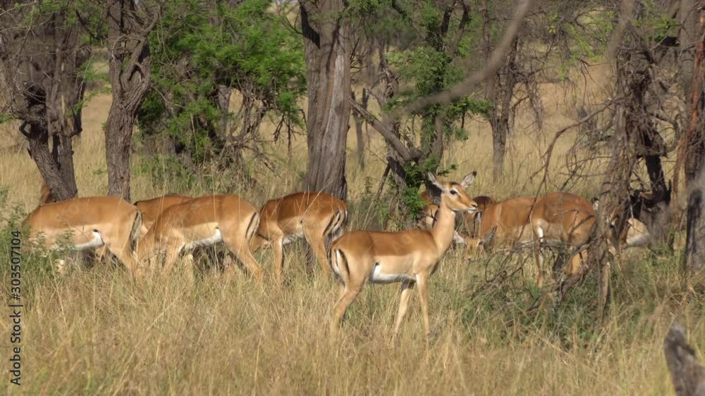 Gazelle aka Impala Antelope Group Feeds in African Savanna, Animal in Natural Habitat, Tanzania Gazelle aka Impala Antelope Group Feeds in African Savanna, Animal in Natural Habitat, Tanzania
