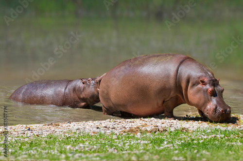  Flusspferd (Hippopotamus amphibius) Muttertier mit Jungem gehen aus dem Wasser