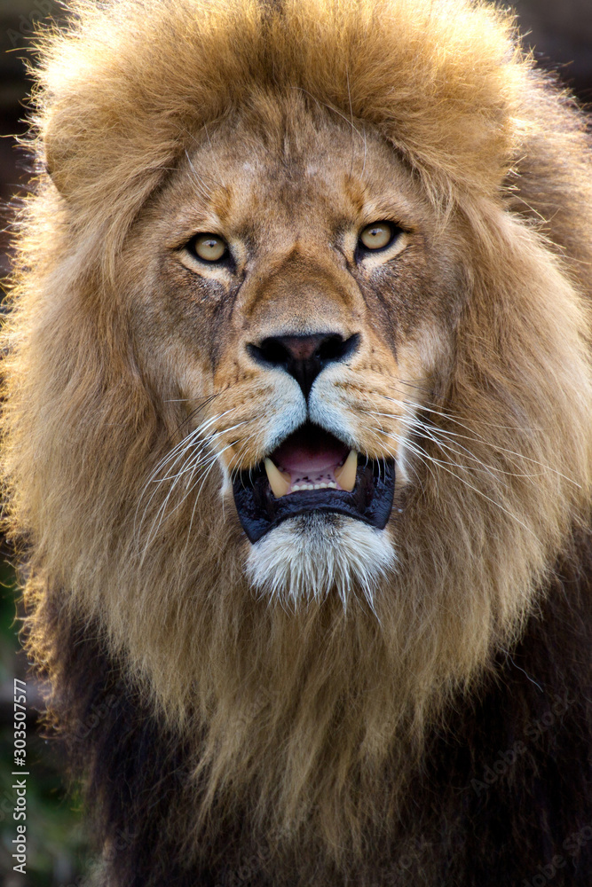 Fototapeta premium Lew berberyjski, lew Atlas lub portret lwa nubijskiego (Panthera leo) z Vordereno leo)