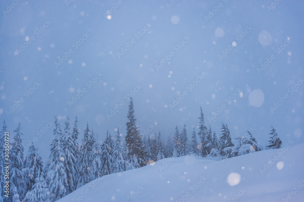 Fototapeta premium Winter day with snowfall in wood