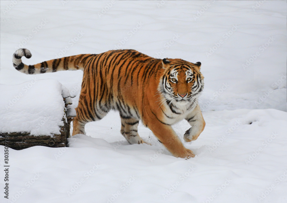  Sibirische Tiger (Panthera tigris altaica)  schleicht sich an 