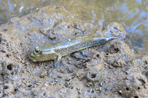 Fishfoot or Oxudercinae or Mudskipper on mud clay near sea beach.