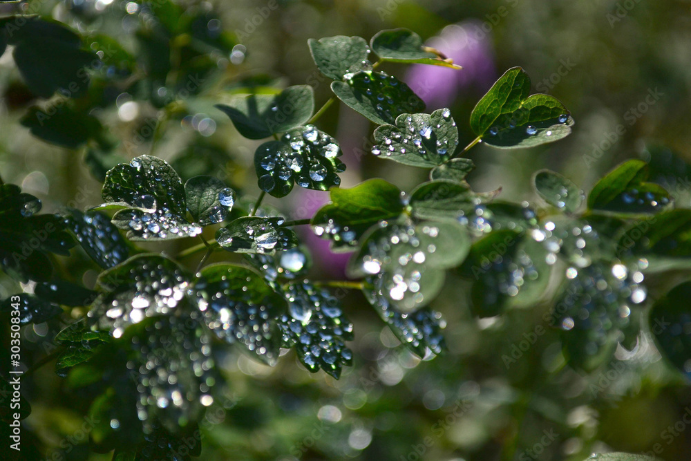 Φωτογραφία Green leaf with large drops of rain, dew on a background of other green wet leaves