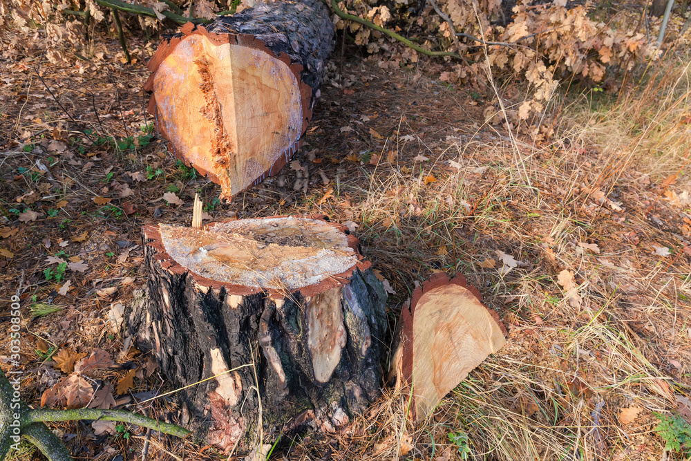 Stump and pine trunk that was cut down with chainsaw Stump and pine trunk that was cut down with chainsaw