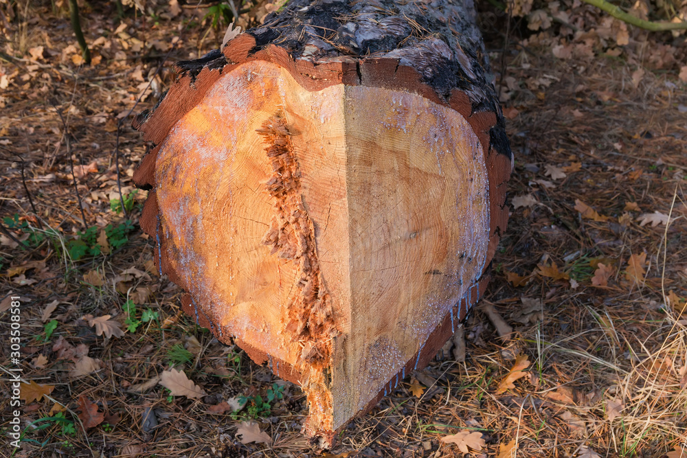 Part of pine trunk that was cut down with chainsaw Part of pine trunk that was cut down with chainsaw
