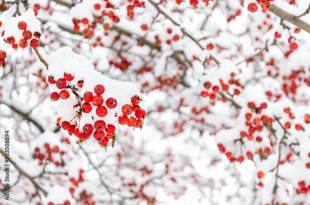 Photography Red rowanberry under snow, background, mountain ash, hawthorn. Wallpaper. Photography Red rowanberry under snow, background, mountain ash, hawthorn. Wallpaper.
