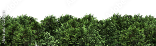 Green trees isolated on white background Forest and foliage in summer 3d render © nosorogua