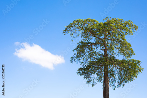 Big tall green tree with leaf and blue sky and cloud.