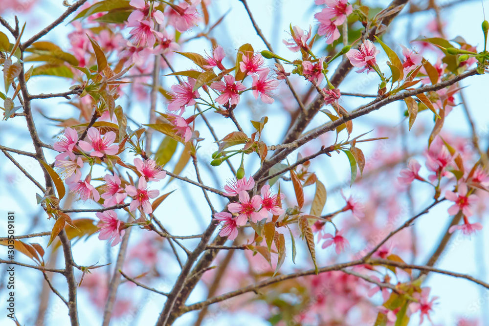 Beautiful pink sakura and green leaf Thailand. Beautiful pink sakura and green leaf Thailand.