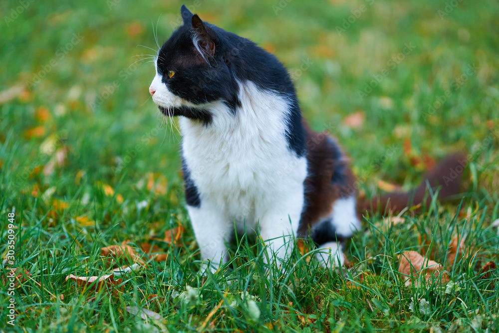 stray cat sitting and walking on the grass with yellow fallen leaves in autumn city park stray cat sitting and walking on the grass with yellow fallen leaves in autumn city park
