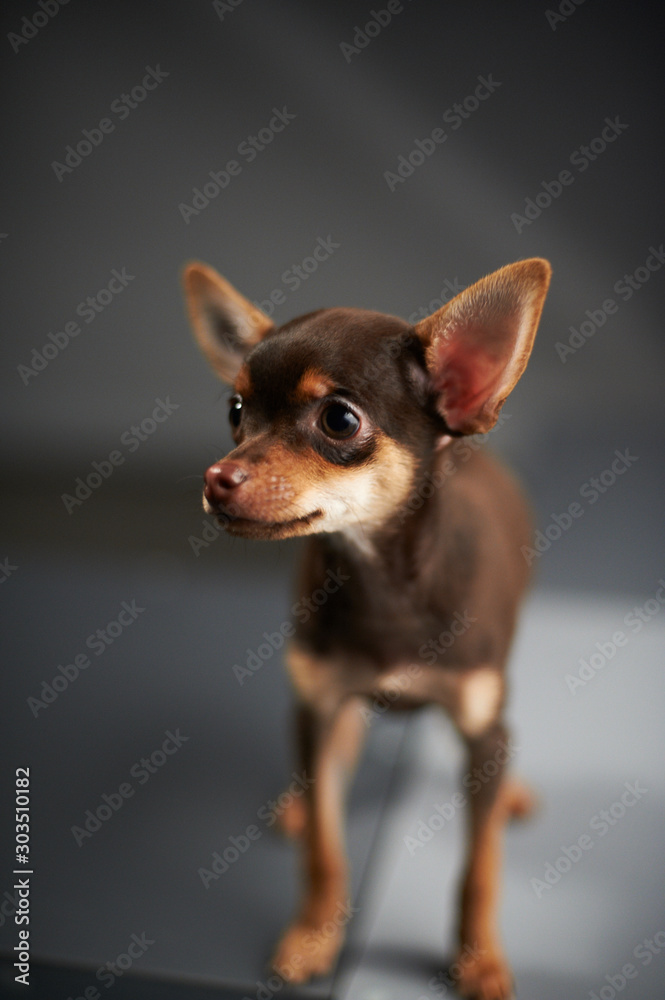 Beautiful Russian Toy Terrier on a blue background