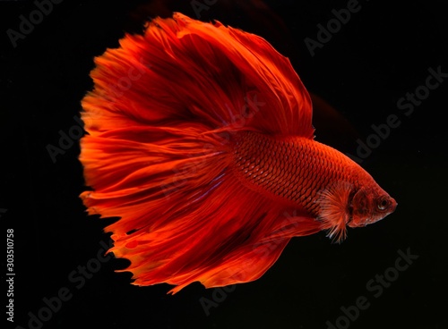red fish in aquarium