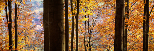 Beech Tree Forest in Fall, Germany
