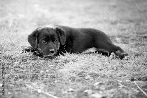 Black and white closeup portrait of a sad puppy dog. Artistic, emotion photo.