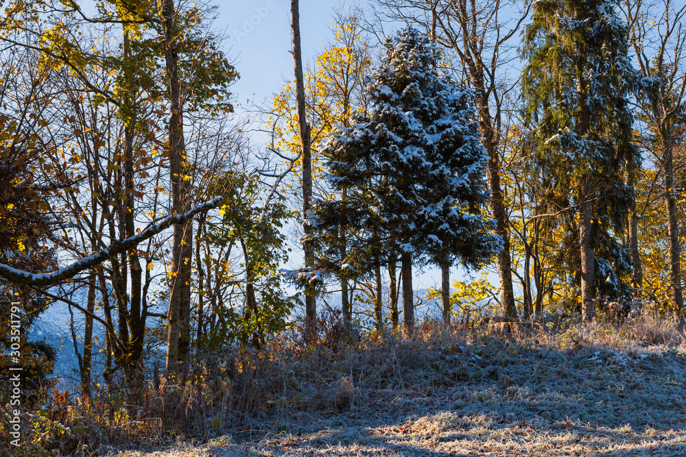 Waldrand mit erstem Schnee und Raureif von der Morgensonne im November erleuchtet