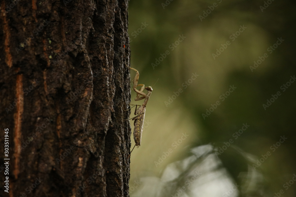 カマキリ カマキリ