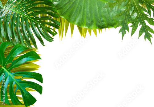 cadre végétal, feuilles tropicales exotiques 