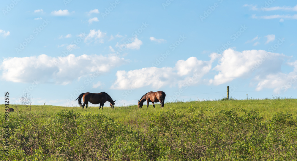 Rural landscape and two horses feeding on the green grass.1 Rural landscape and two horses feeding on the green grass.1