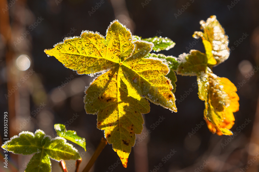 Φωτογραφία Verfärbtes Blatt mit Rau und Raureif an einem sonnendurchfluteten Novembermorgen
