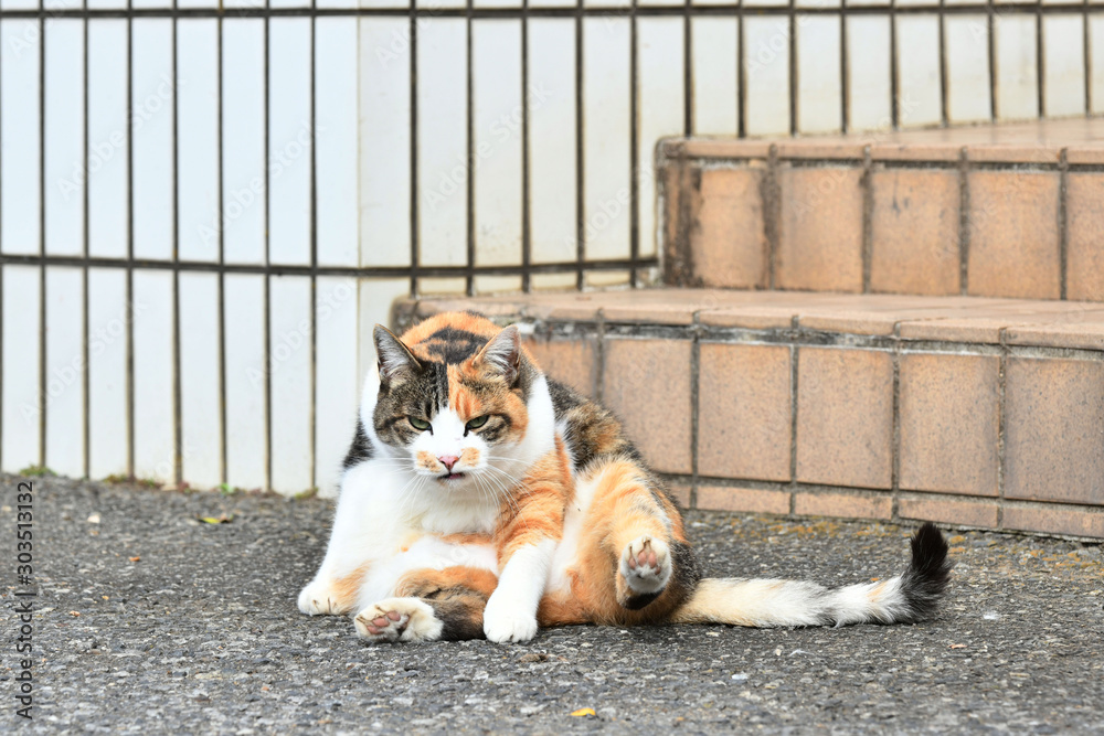 三毛猫(10歳) 三毛猫(10歳)