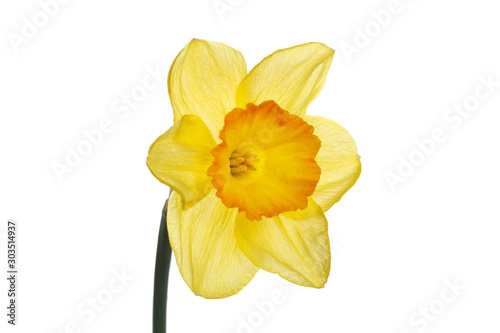 Yellow-orange daffodil flower isolated on white background.