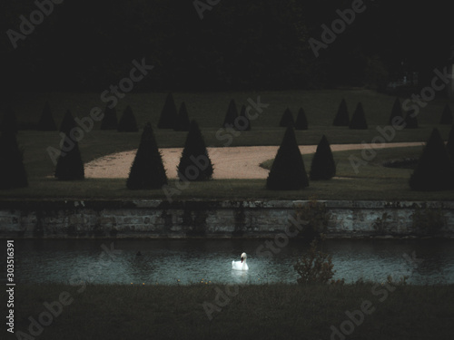 swan at fountainebleau photo