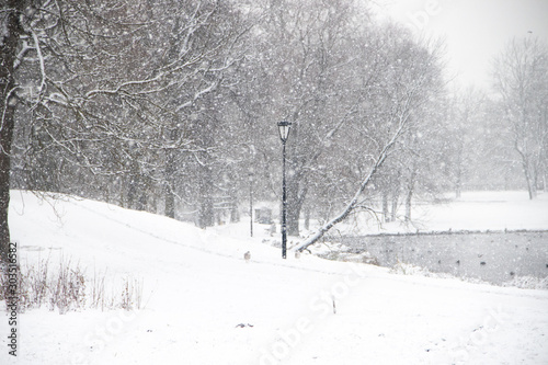 Winter snowy Park-like landscape. Winter landscape. Heavy snowfall in the Park . First snow. © alenka2194