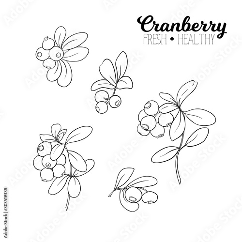 Cranberry. Element for design. Good for product label. Outline hand drawing vector illustration..