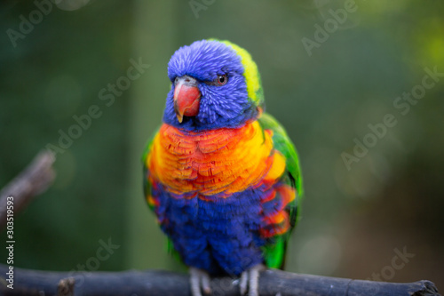 A colorful parrot © B.Tkaczyk